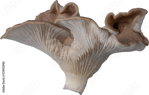 edible mushroom cut out on transparent background. © tanarch