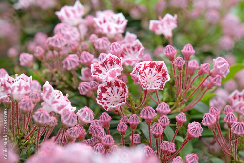 Kalmia latifolia 'Ginkona' in flower. photo