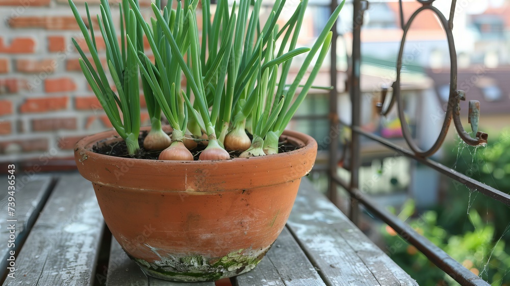 onions in a clay pot on balcony onions in a clay pot on balcony