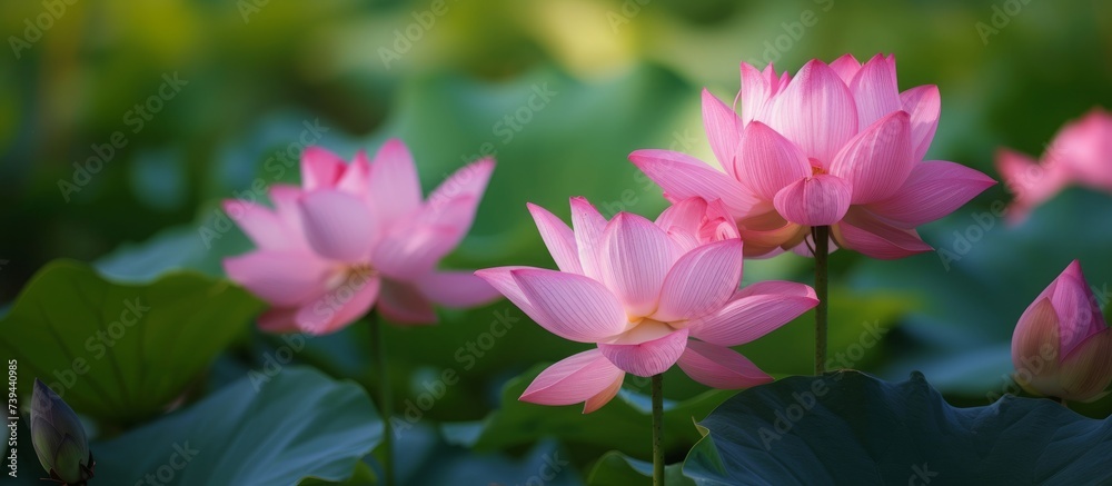 Beautiful blooming pink flowers in a scenic field of nature under the sun Beautiful blooming pink flowers in a scenic field of nature under the sun