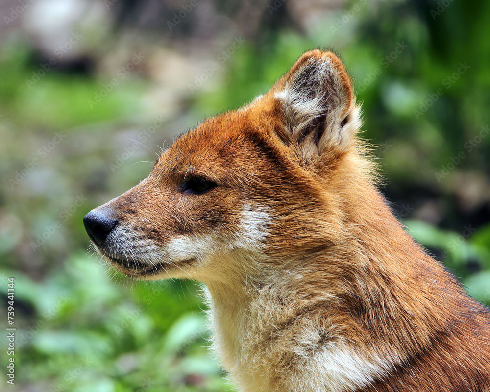 Obraz premium Dhole