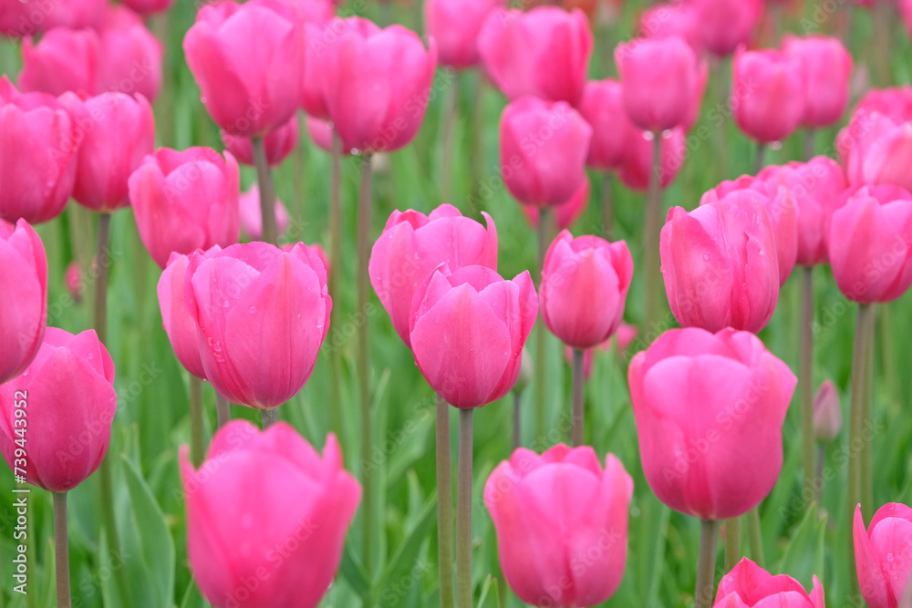 Fototapeta premium Bright pink Triumph Tulip 'Don Quichotte' in flower.