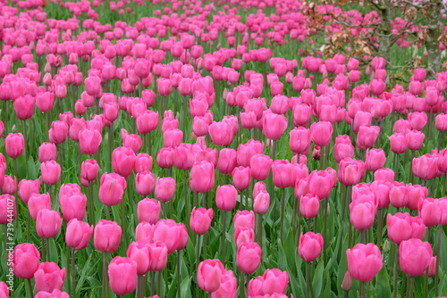 Bright pink Triumph Tulip 'Don Quichotte' in flower. photo