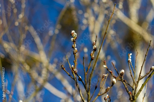 Wczesna wiosna drzewo wypuszcza pąki bazie photo