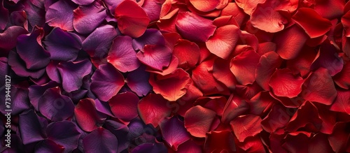Vibrant red and purple flower petals on dark background, nature beauty concept