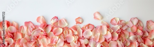 banner beautiful delicate pink rose petals on white background, with copy space. Top view © iloli