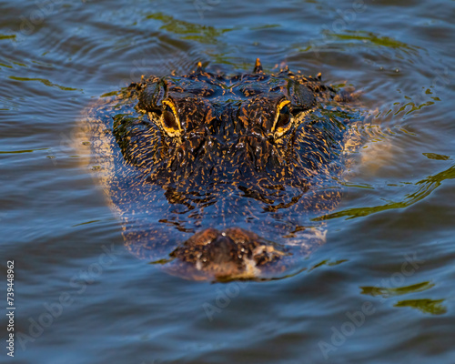 alligator in the water
