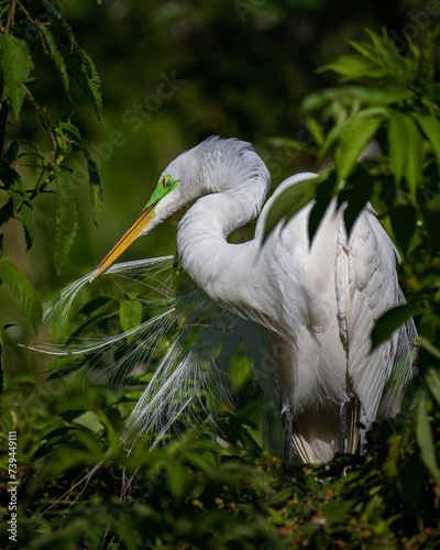 Great Egret Preening