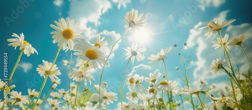 banner field with daisies against the background of a blue clear sky  petals illuminated by the sun  blossom  concept spring  summer