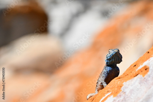 Southern African Rock Agama in Robberg Nature Reserve | South Africa