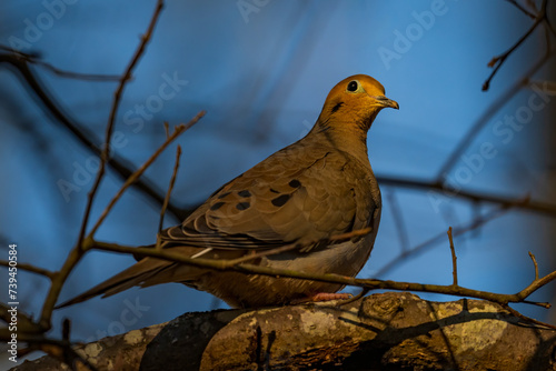 Morning Dove