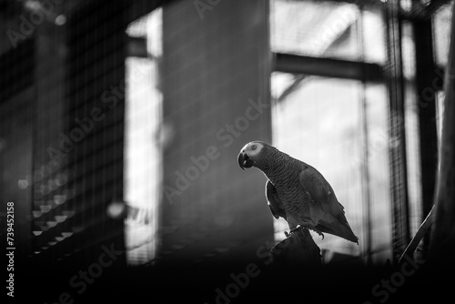 Parrot (Psittacus erithacus) © Jakub Wąsowicz