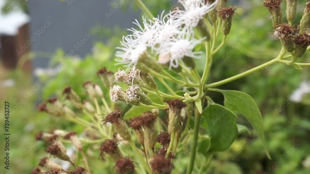 White flowers with blur background White flowers with blur background