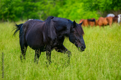 horse in the meadow