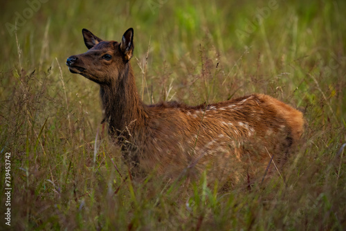 Elk Calf in the Grass