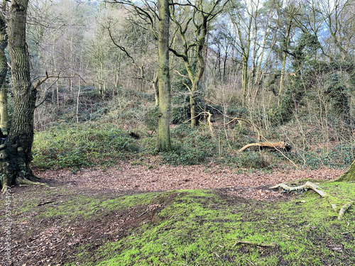 trees in the woods at Peckforton Hills photo