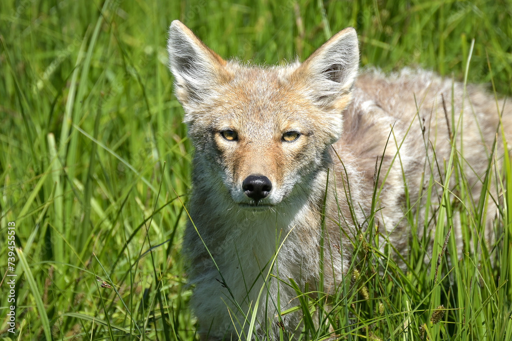 Coyote looking at the camera in tall grass at Yellowstone National Park. Coyote looking at the camera in tall grass at Yellowstone National Park.