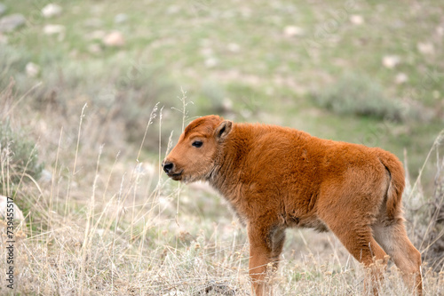 A young bison, also known as a Red Dog, in a field in Yellowstone National Park.