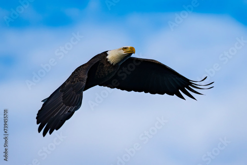 Bald Eagle fly-by