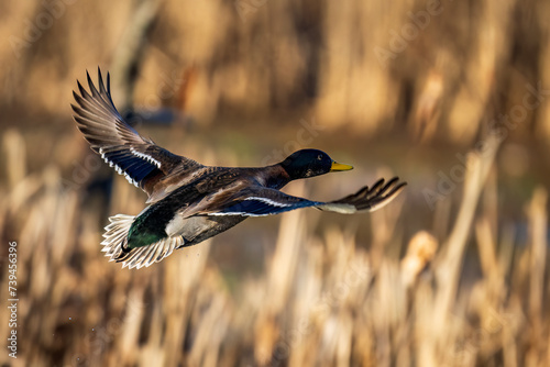 Mallard Fly-by
