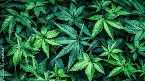 A birds eye view reveals lush cannabis bushes thriving under the sun, their verdant leaves and resinous buds symbolizing the burgeoning cannabis industry. photo