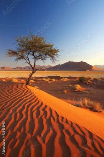 Golden Light on Acacia Tree in Desert Dunes at Sunrise