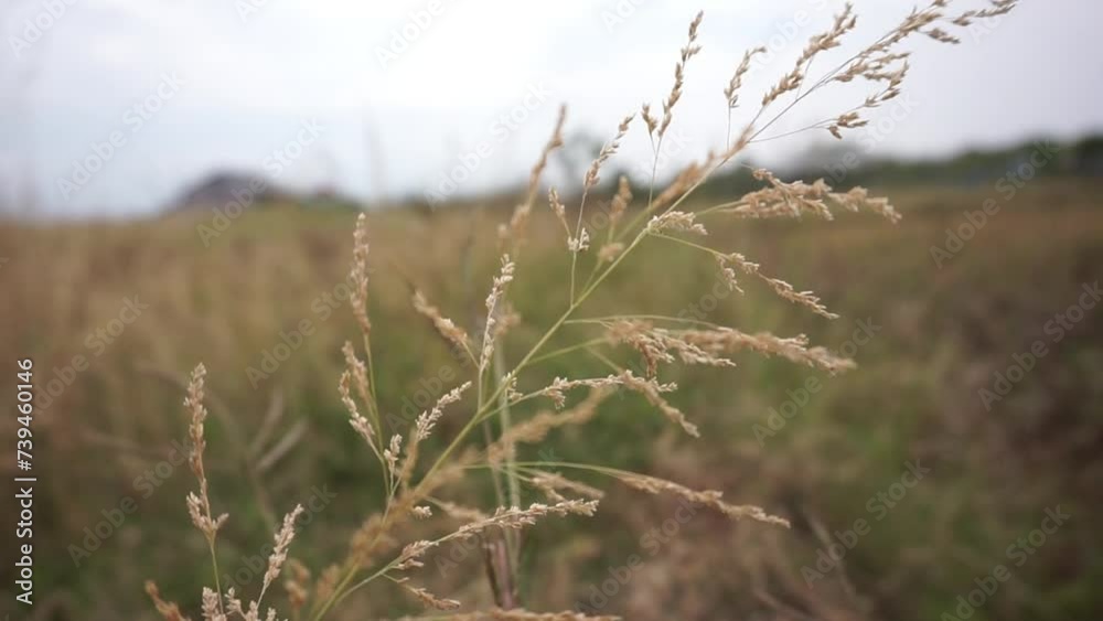 Reed flowers blowing in the wind against a blurry meadow background Reed flowers blowing in the wind against a blurry meadow background