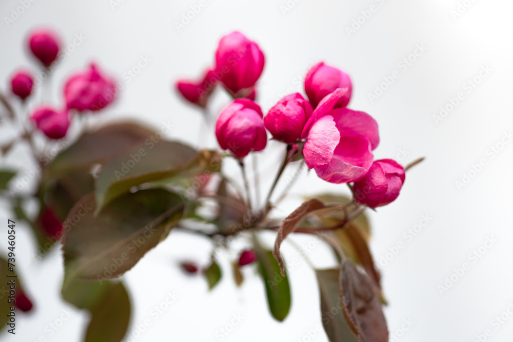 Fototapeta premium pink buds bloom on the tree branches isolated on white, decorative apple tree