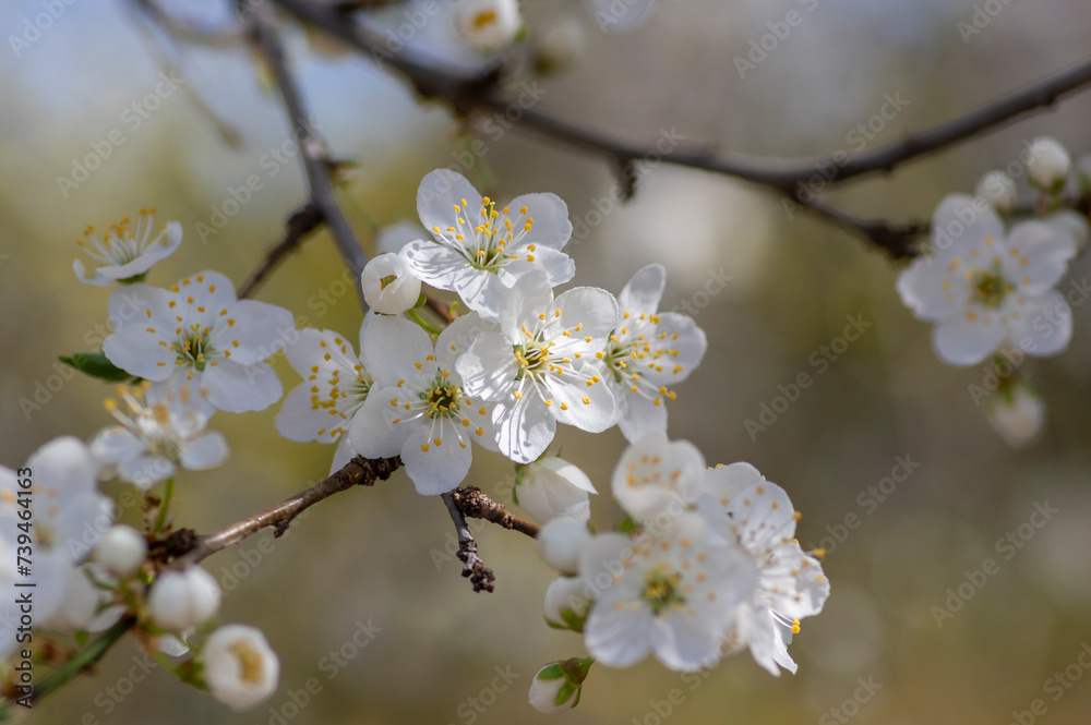 Prunus domestica italica greengages plums tree in bloom, beautiful rich flowering branches in springtime Prunus domestica italica greengages plums tree in bloom, beautiful rich flowering branches in springtime