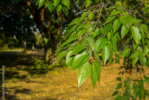 Common hackberry leaves in a Hungarian park