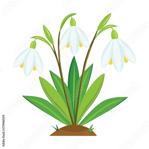 Snowdrop flower. Flat illustration of snowdrop flower vector icon for web