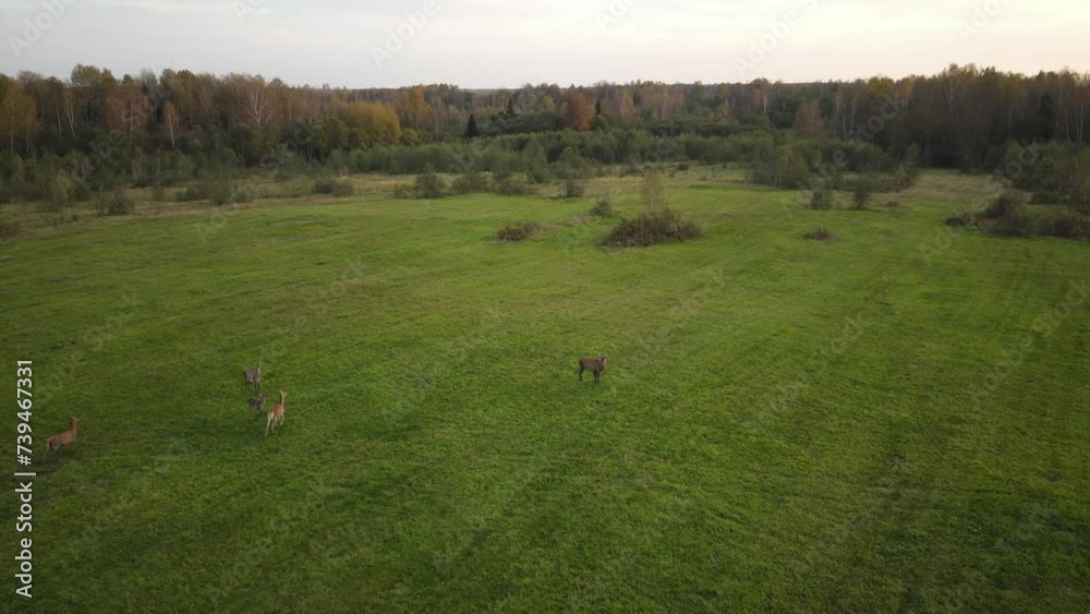 European red deer view from above against the backdrop of beautiful nature in early autumn: trees with colorful leaves, fields with withered vegetation and mowed meadows. video shot using a drone European red deer view from above against the backdrop of beautiful nature in early autumn: trees with colorful leaves, fields with withered vegetation and mowed meadows. video shot using a drone