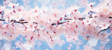 Floral flower spring abstract background of cherry blossom flower in spring season in Japan