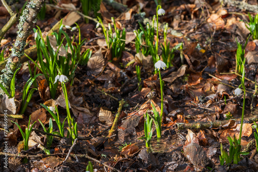 Spring white flower of Bledule - Leucojum vernum with green leaves in wild nature in floodplain forest. Spring flower