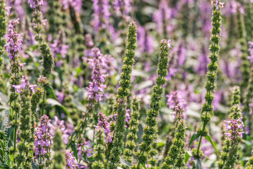 Close up of stachys officinalis  Betonica officinalis foliage.