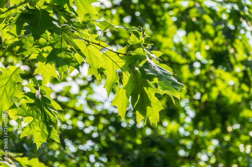 Fototapeta Naklejka Na Ścianę i Meble -  Branches of the northern red oak with green serrated leaves, summer background
