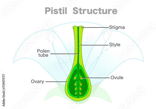 Pistil structure, diagram. Carpel parts, ovary, stigma, style, ovule, pollen tube. Plant section, receptive tip, egg area. Flower silhouette. Vector illustration