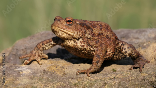 frog on the ground © Иван Шкрибляк