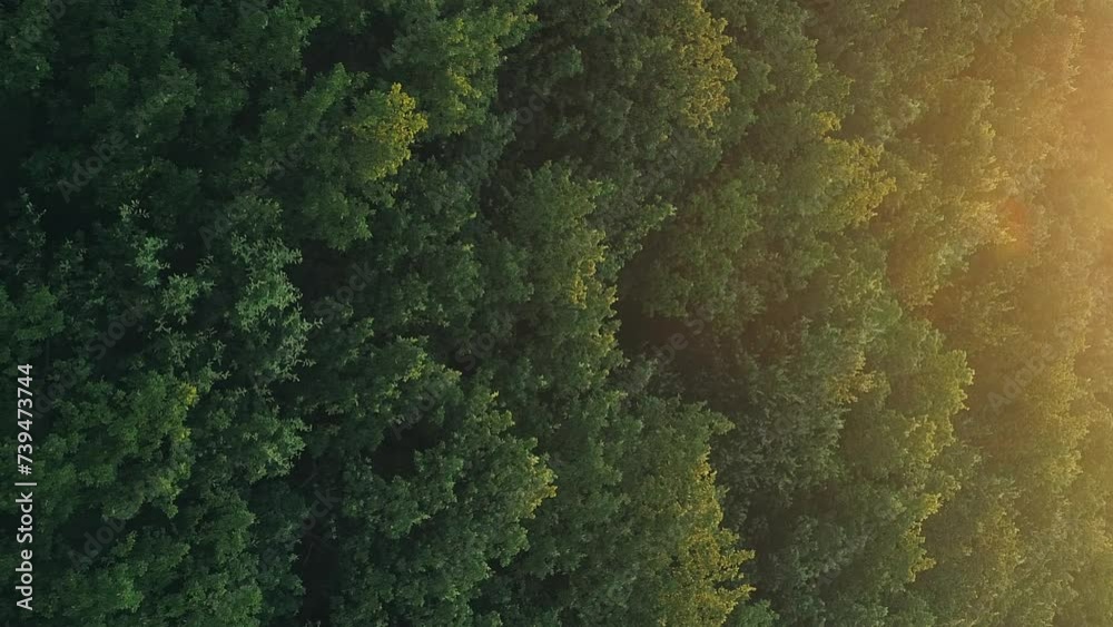 Vertical aerial trees view nature scenery forest