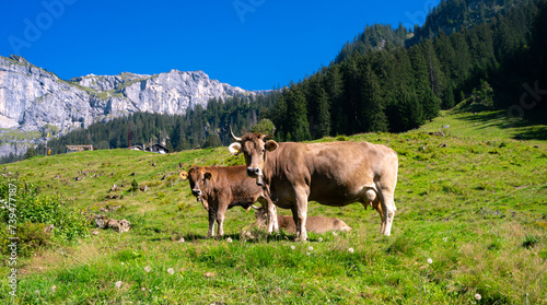 Cows on a pasture in Alps. Cows eating grass. Cows in grassy field. Dairy cows in the farm pastures. Brown cow pasturing on grassy meadow near mountain. Cow in pasture on alpine meadow in Switzerland. © Volodymyr