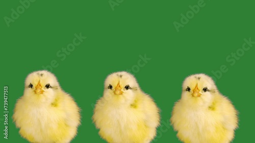 three chicks singing eighties style tunes on a green screen