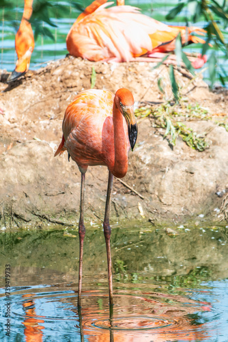 The greater flamingo  Phoenicopterus roseus  standing in water on lake shore.