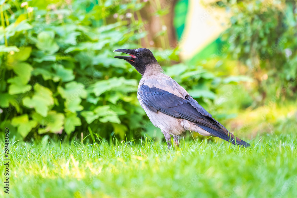 Hooded crow, corvus cornix, standing on the lawn in the spring or summer