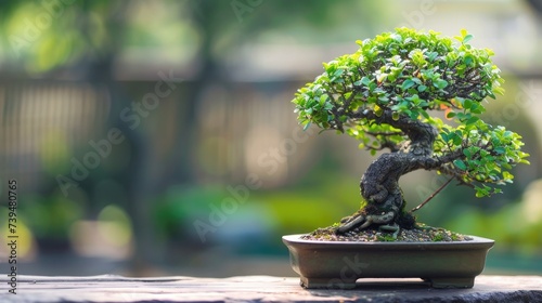 Chinese bonsai tree, Small indoor ornamental tree Generative AI