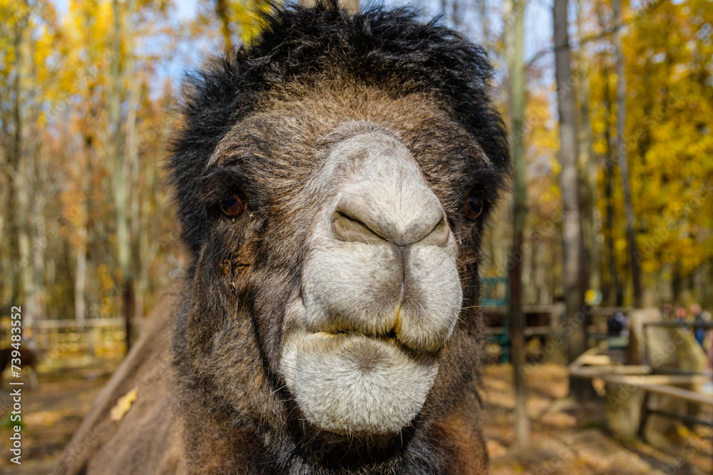 Fototapeta premium Two humped camel in paddock at the farm.