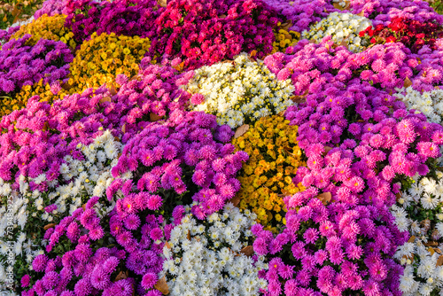 Backdrop of the Blooming chrysanthemum flowers. Autumn background © ihorbondarenko