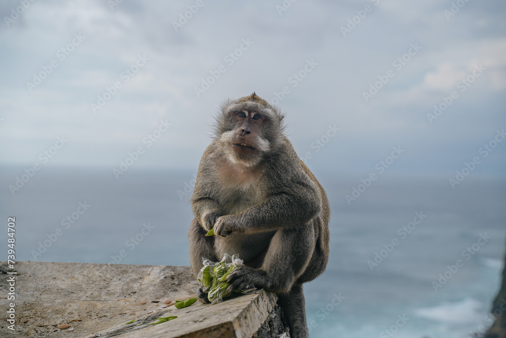Naklejka premium monkey eating on the top of the Uluwatu temple in Bali, Indonesia.