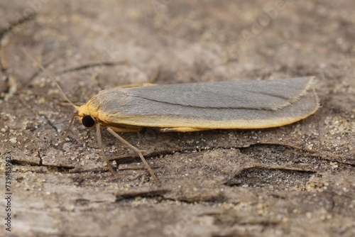 Closeup of a orange yellow, common footman moth, Eilema lurideola, sitting on wood .