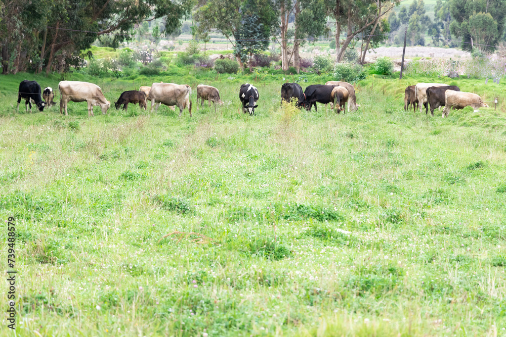 Campo verde donde pastan un grupo de vacas de diferentes razas, de fondo arboles de eucalipto
