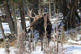 big moose in forest